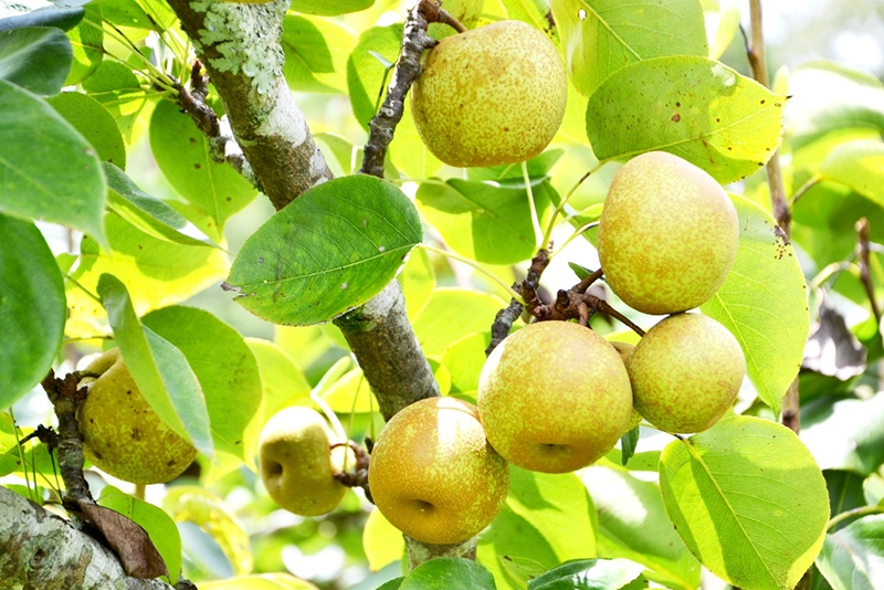 Cận cảnh quả lê Tai Nung ở Hầu Thào Sa Pa