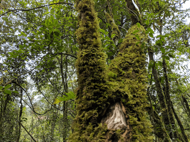 Hệ sinh thái đặc trưng tại Vườn quốc gia Hoàng Liên
