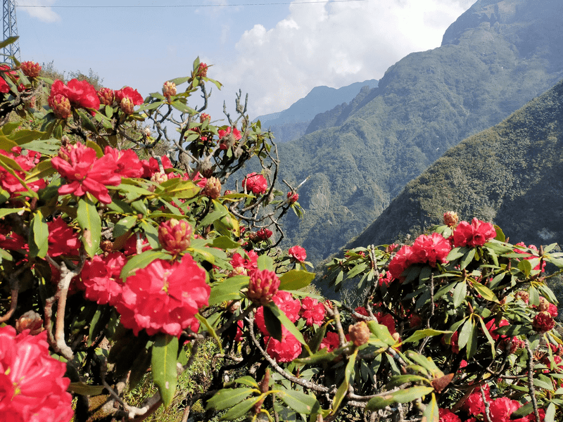 đỗ quyên hoa đỏ