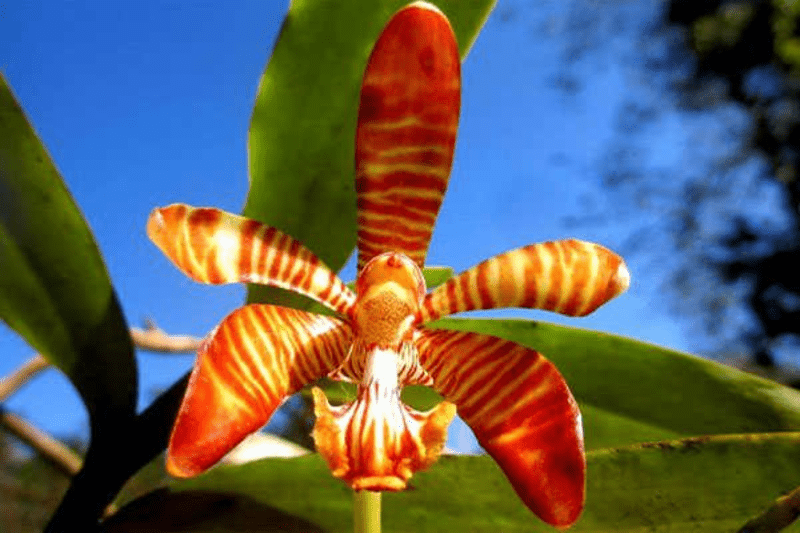 (phong lan hổ bì)