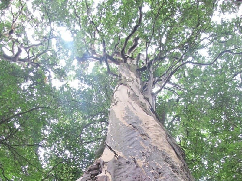 Trâm ổi/Hồ mộc Tây Tạng