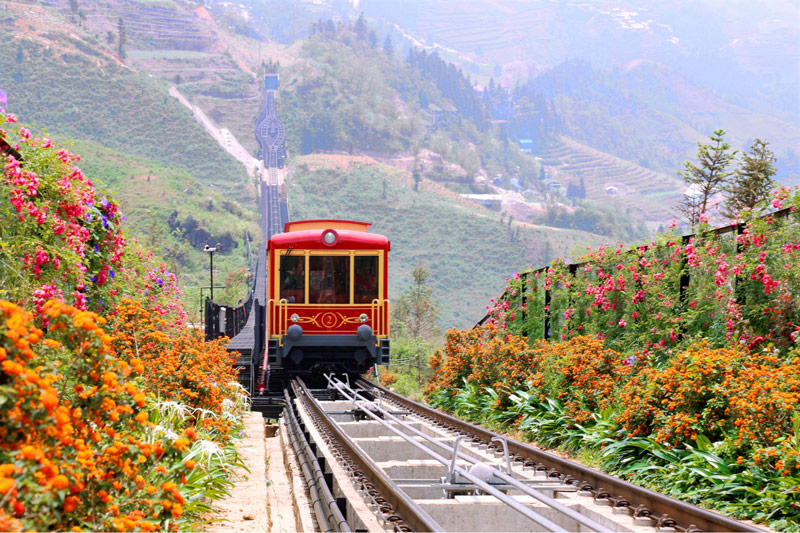 Hàng hoa rực rỡ hai bên tường rào đón chào du khách đến thung lũng hoa Sapa