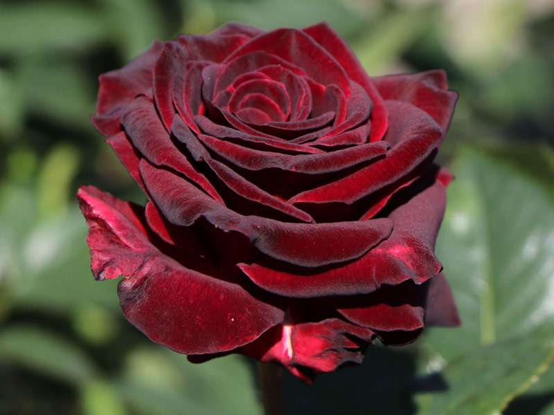 Hồng Black Baccara