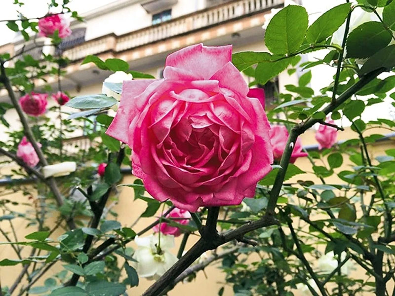 Hồng cổ Sa Pa