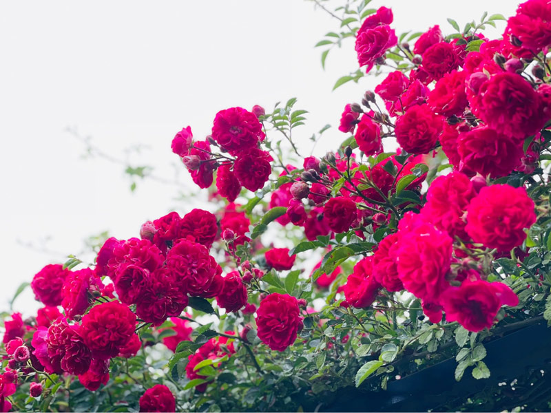 Hồng leo Sa Pa