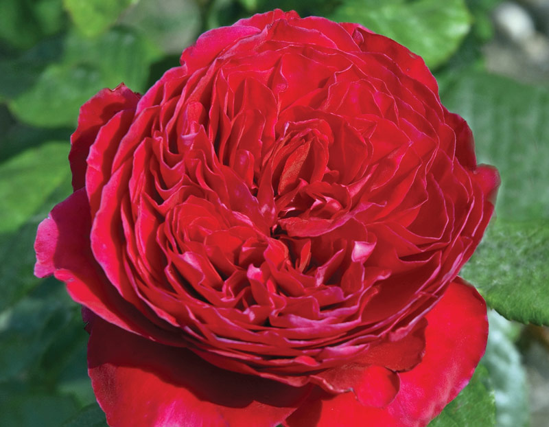 Hồng Rouge Royale