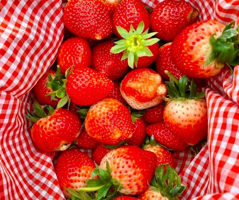 Du khách có thể kết hợp tham quan tu viện cổ Tả Phìn và ghé vườn dâu từ tháng 11 đến tháng 4 năm sau