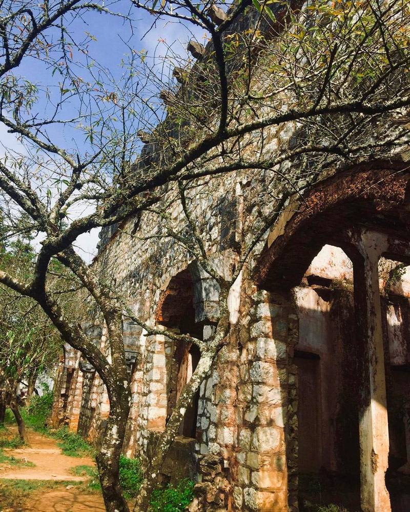 Một góc trên cao với tán đào vươn mình trong gió