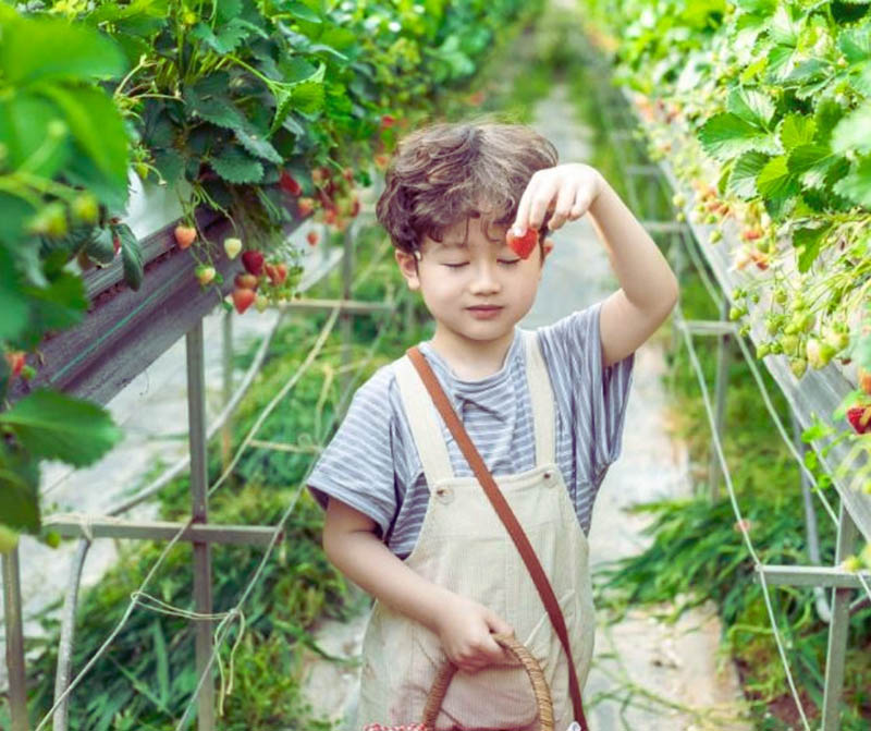 Cả vườn ngập trong màu xanh của lá, lấp ló những chùm dâu đỏ sai lúc lỉu 