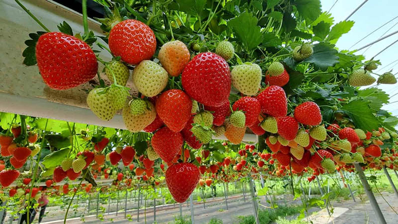 Vườn dâu Sa Pa trái đỏ mọng