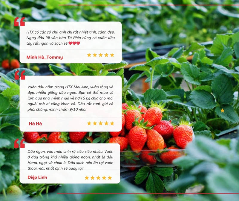 Chia sẻ của du khách ghé thăm vườn dâu hợp tác xã nông nghiệp Mai Anh 