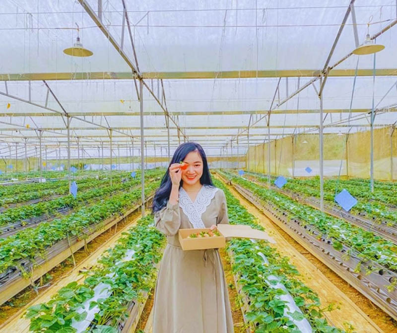 Du khách check in tại vườn dâu tây đồi Kim Hoa Trà trên cung đường 4D