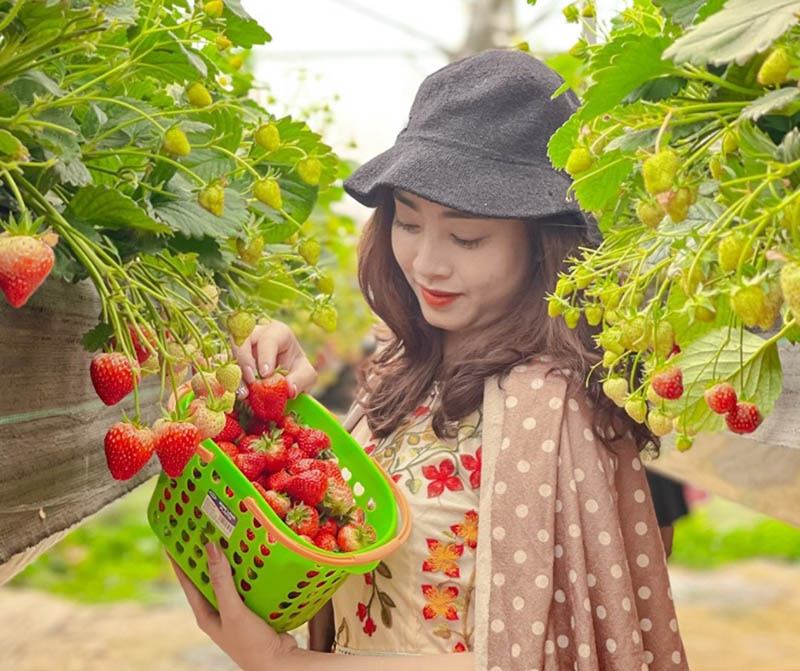 Du khách nữ thích thú với trải nghiệm thu hoạch dâu 