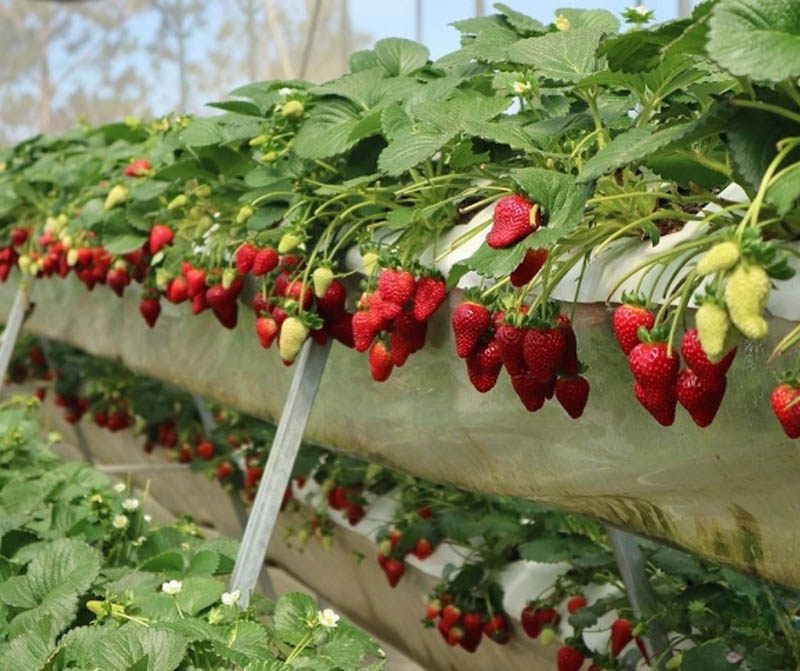 Vườn dâu Sa Pa được trồng trong các nhà kính, trên giàn cao