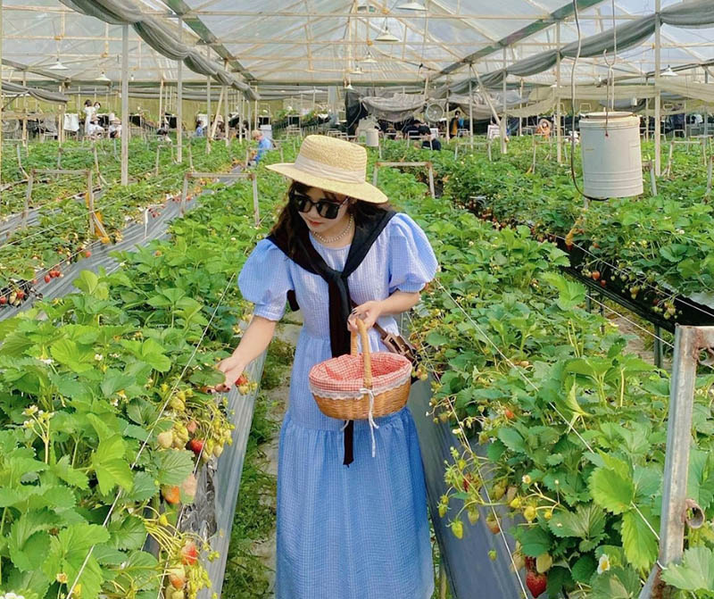 Vườn dâu Nghĩa Dung - thôn Má Tra canh tác trong nhà lưới công nghệ cao 