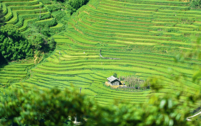 Khung cảnh Ý Linh Hồ Sapa được bao phủ bởi một màu xanh ngút ngàn