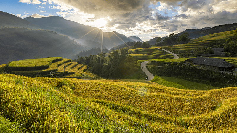Mùa lúa chín tại bản Ý Linh Hồ Sapa