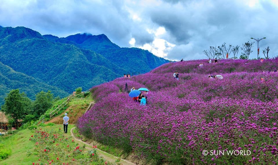 Đến Fansipan vào mùa Hạ, bạn sẽ được check-in với những đồi hoa ngợp trời hương sắc