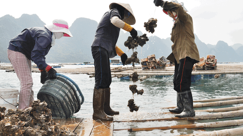 Các bè nuôi hàu tự nhiên tại làng chài Cống Đầm