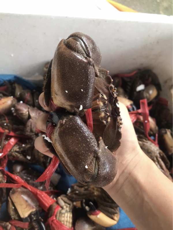 Cận cảnh cù kỳ đen