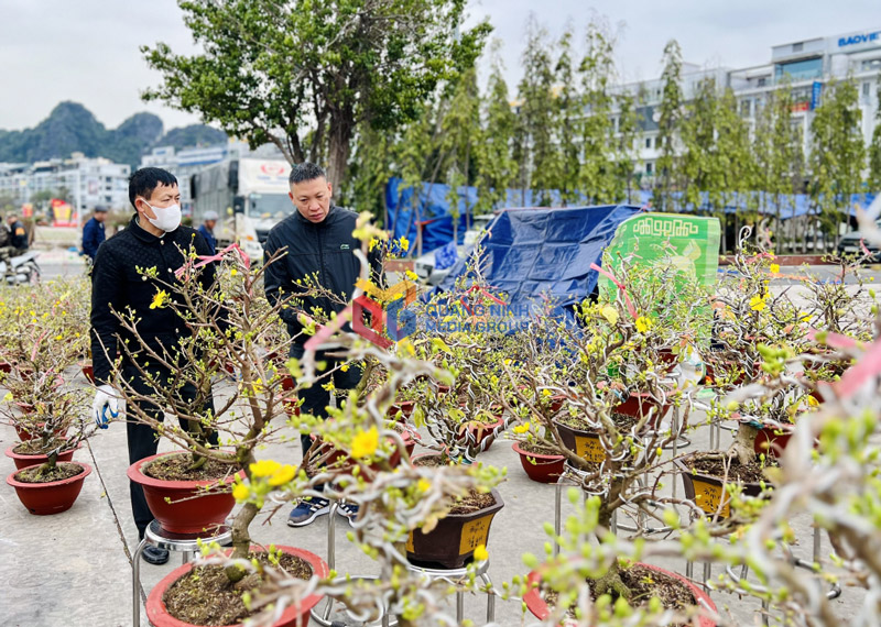 Lễ hội Hoa Xuân quy tụ nhiều giống hoa trưng ngày tết ở quảng trường Hạ Long