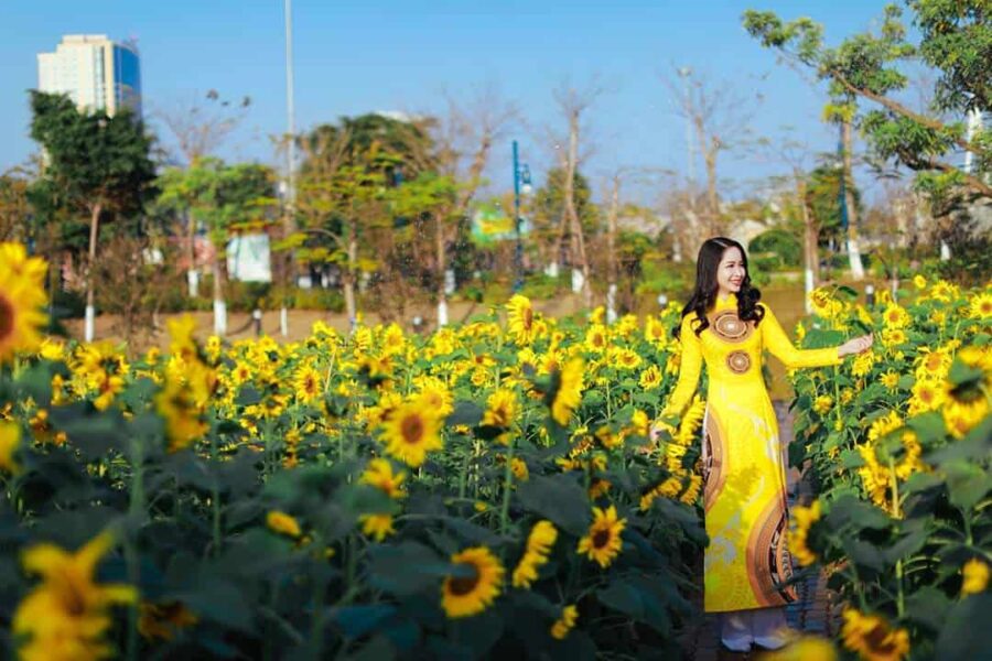 Cánh đồng hoa hướng dương ở Công viên Rồng