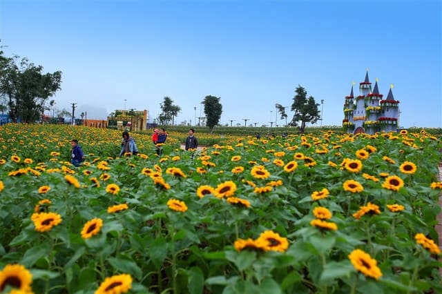 Cánh đồng hoa hướng dương tại Dragon Park 2