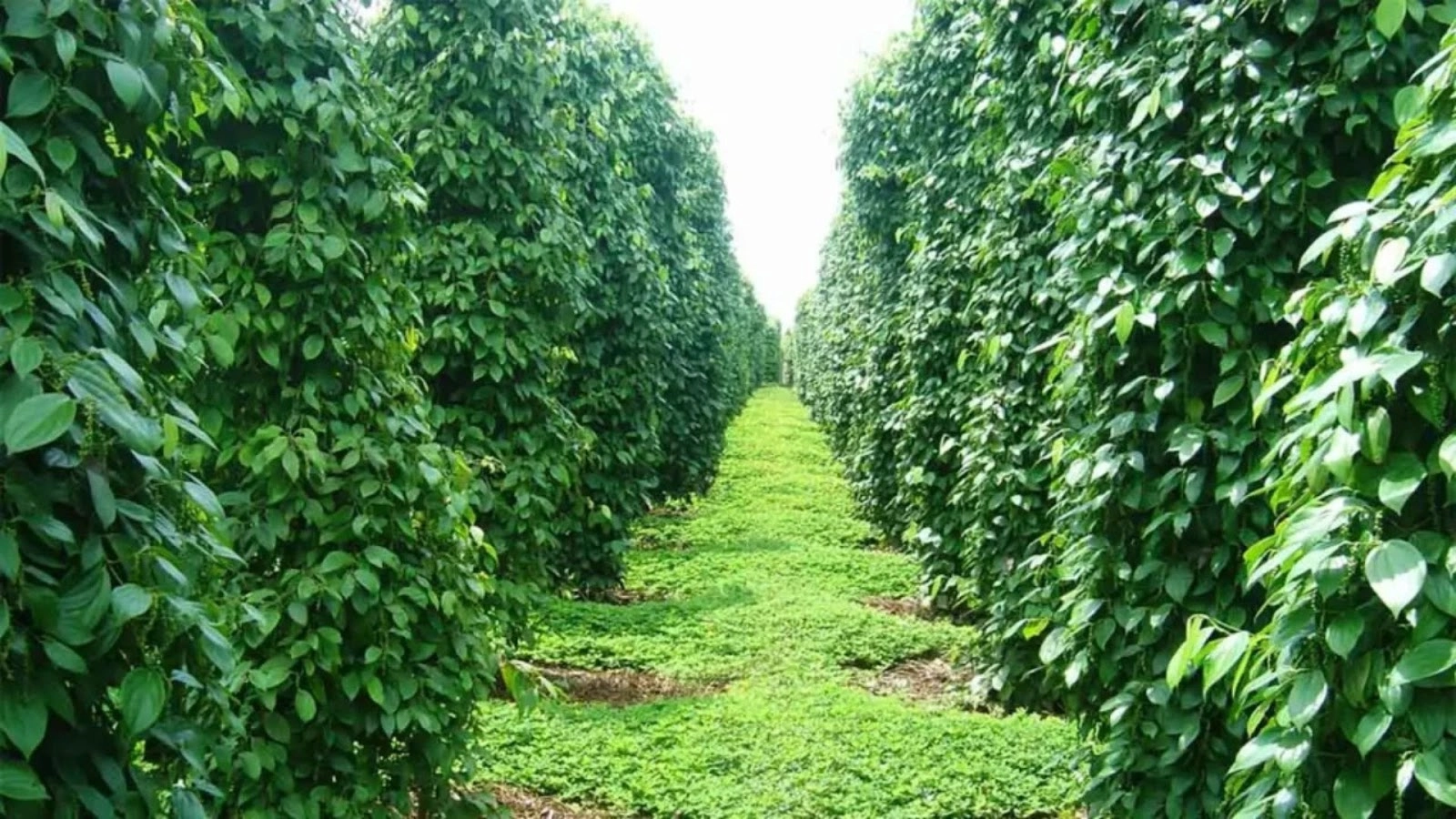 Những hàng tiêu xanh ngát và thẳng tắp tại Phú Quốc