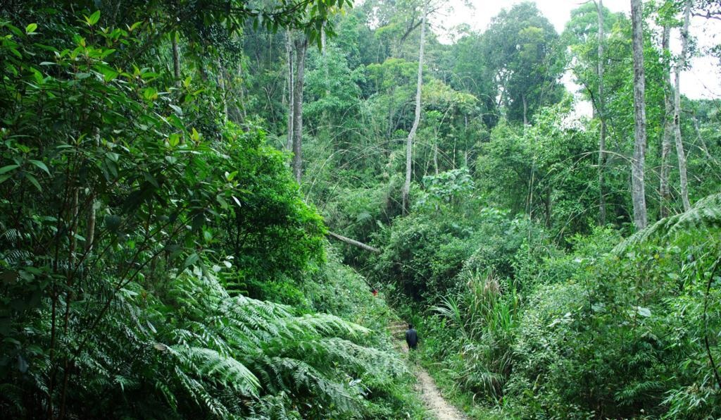 Vườn quốc gia Phú Quốc là điểm tham quan phù hợp với những du khách yêu thiên nhiên