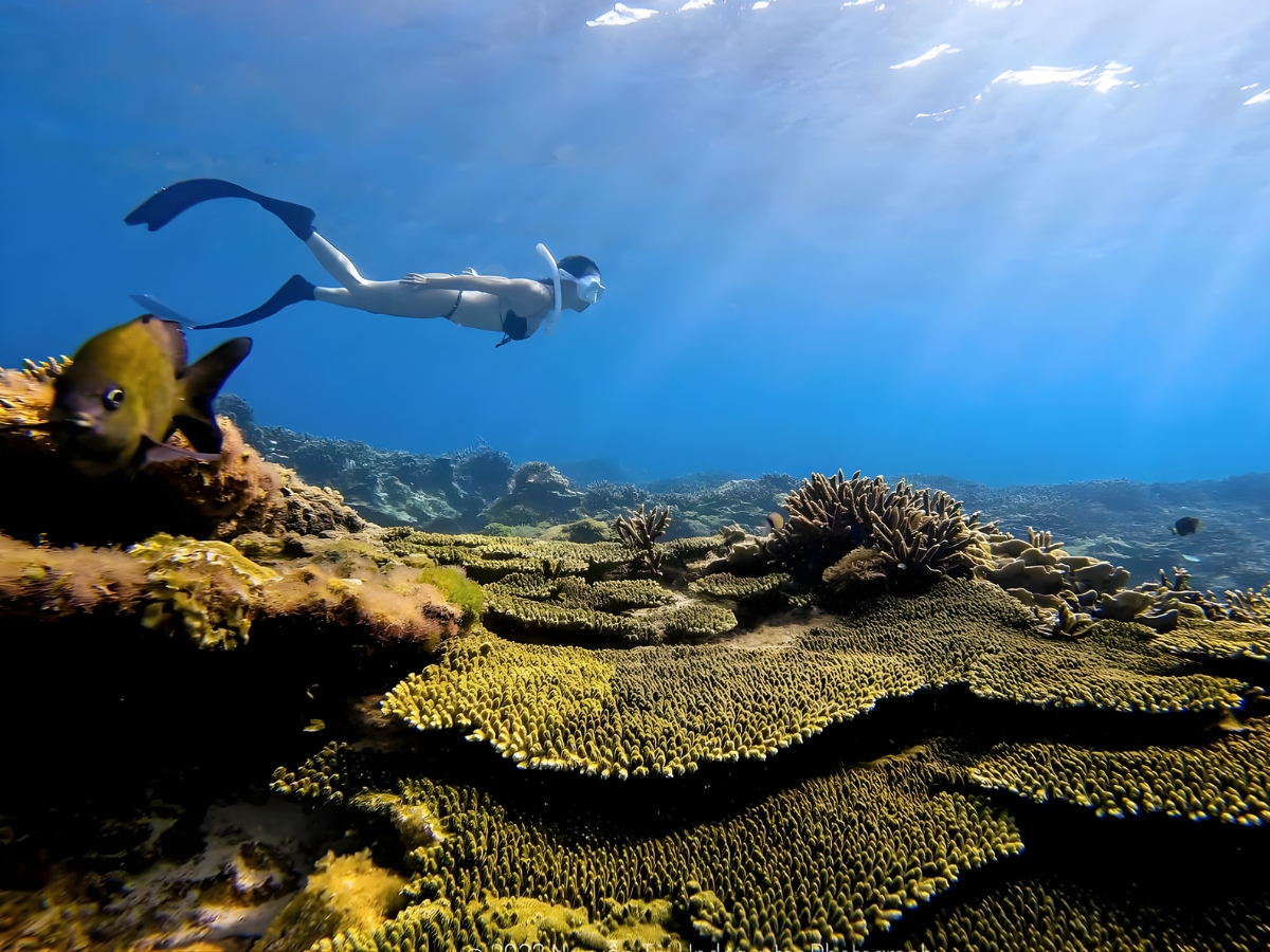 Thời điểm lý tưởng để lặn ngắm san hô tại Phú Quốc là từ tháng 11 đến tháng 4 năm sau