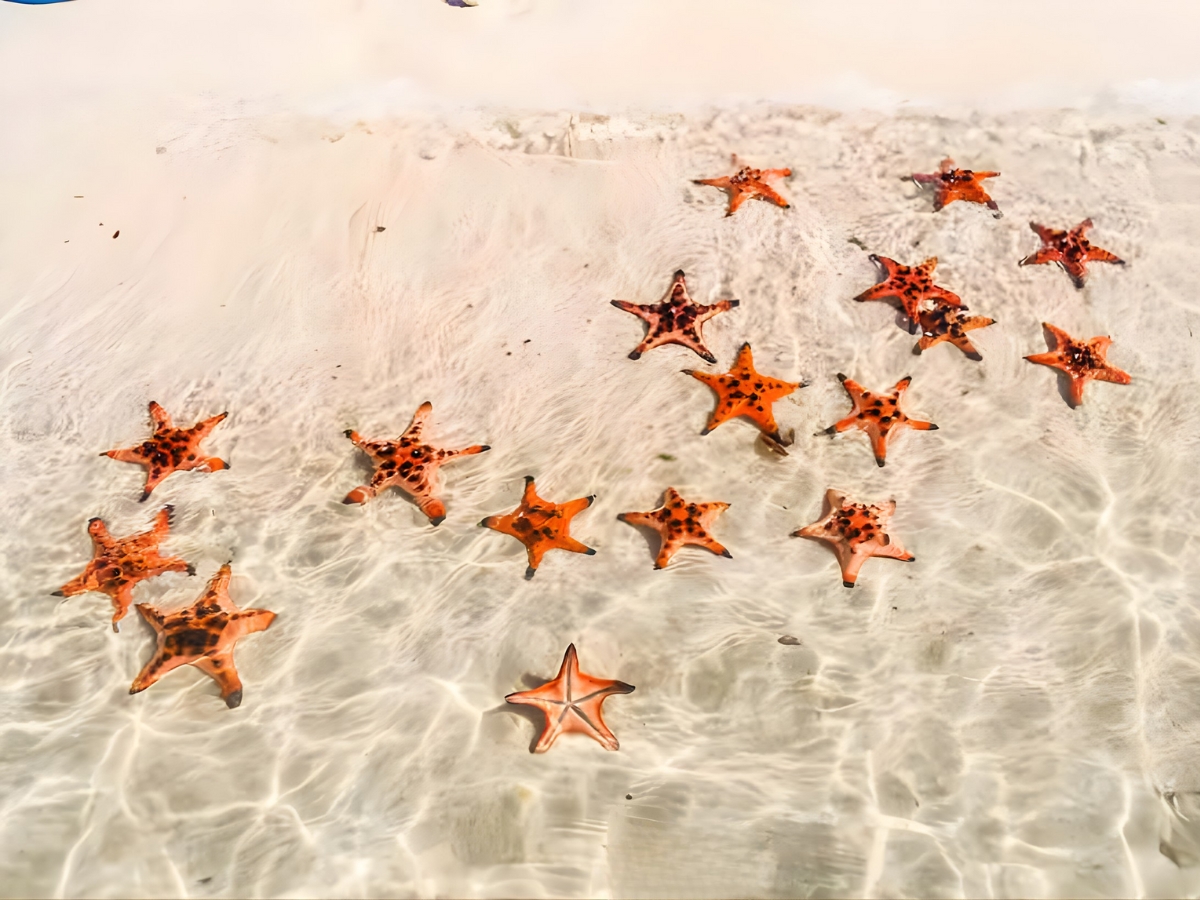 Những chú sao biển đỏ rực nằm dưới làn nước trong vắt của biển Phú Quốc