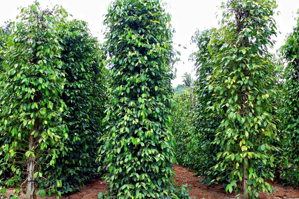 Du khách có thể tìm hiểu nghề nông nghiệp truyền thống của đảo tại vườn tiêu Phú Quốc
