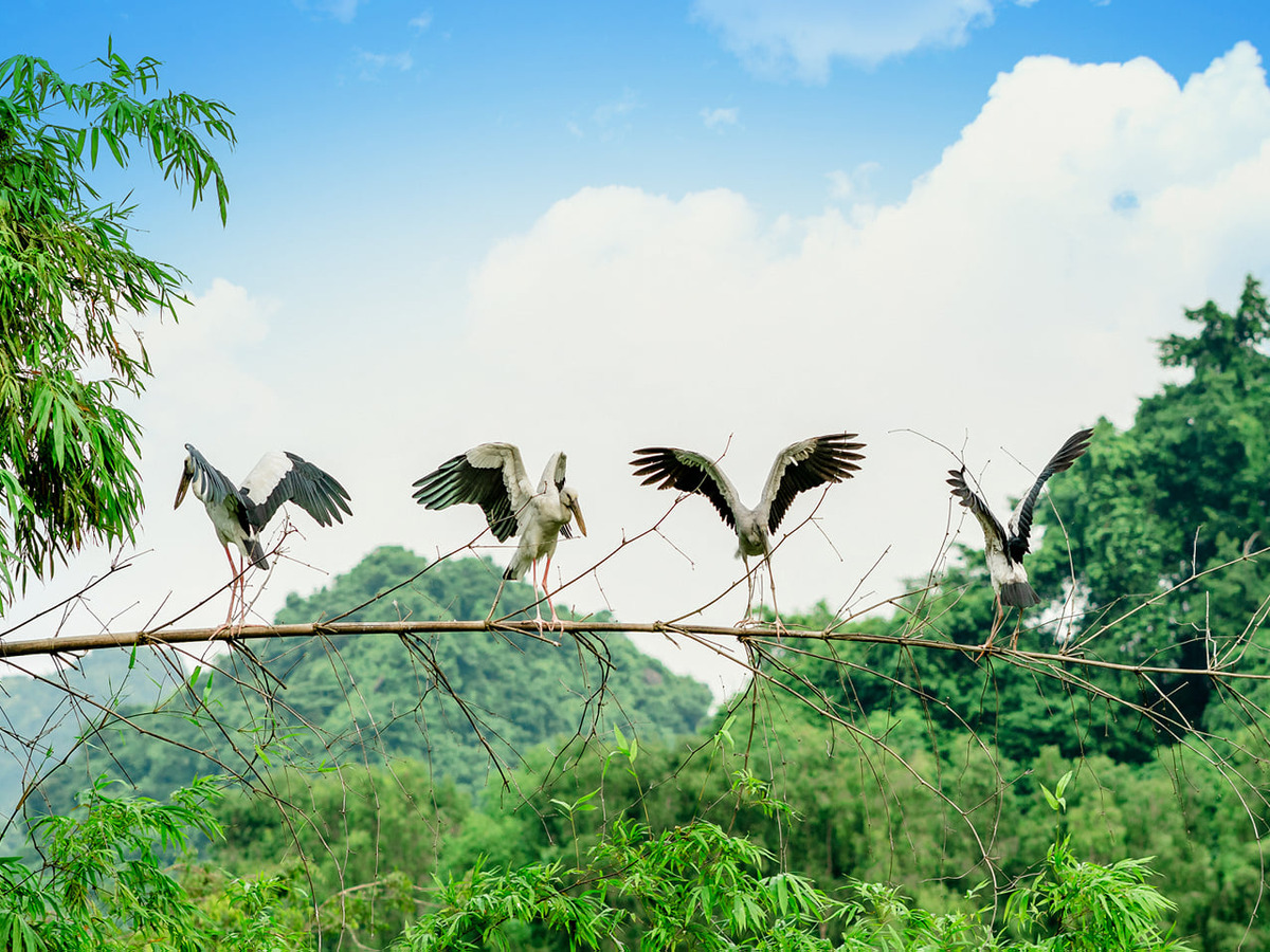 Vườn chim Thung Nham là không gian phù hợp để trẻ quan sát các loài chim trong môi trường tự nhiên. (Nguồn: Sưu tầm)