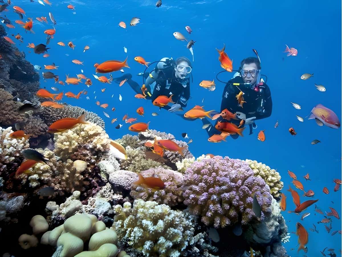 Rạn san hô đa dạng sắc màu tại vùng biển Hòn Thơm.