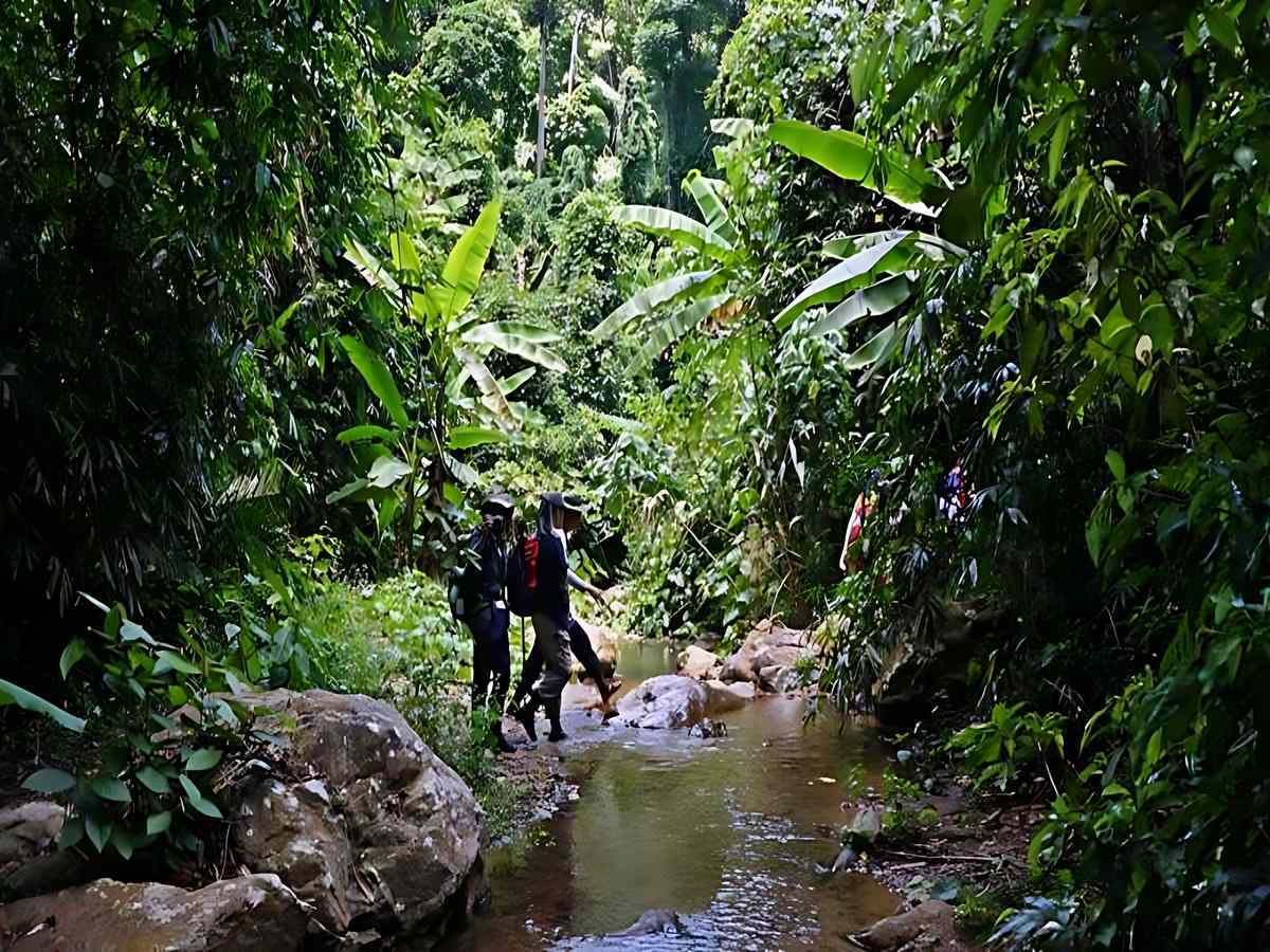 Nhóm khách du lịch trekking di chuyển sát nhau theo đoàn giữa rừng