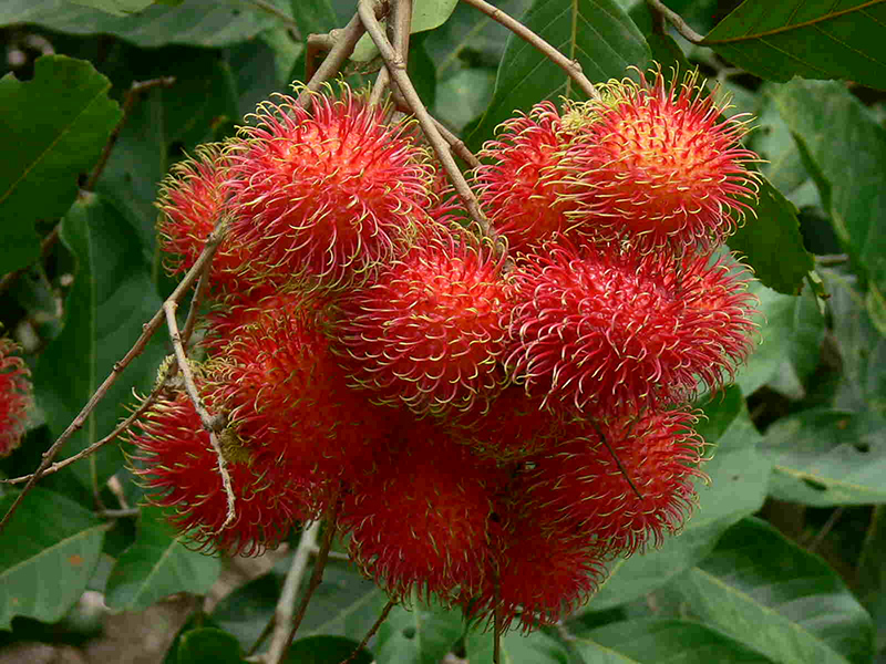 Ăn chôm chôm ở Phú Quốc