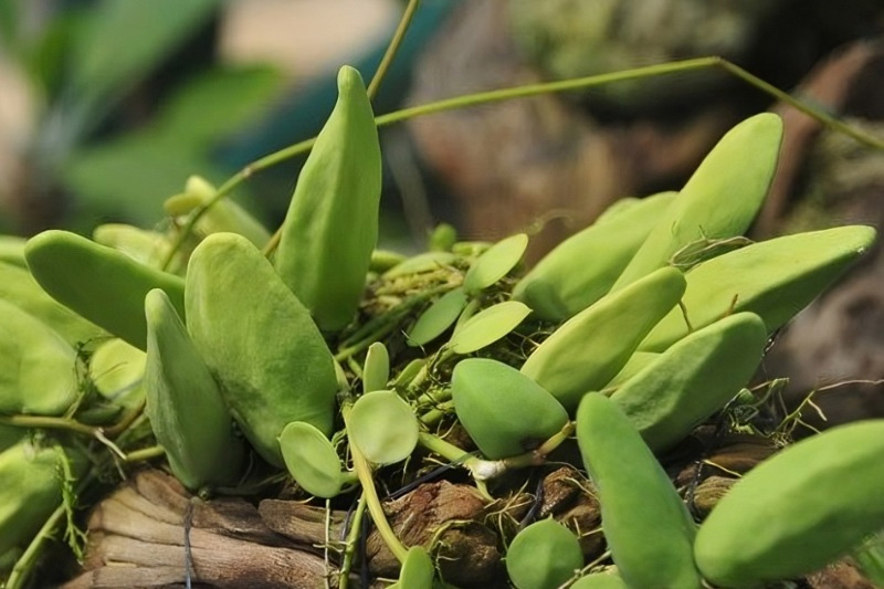 Rượu mỏ quả