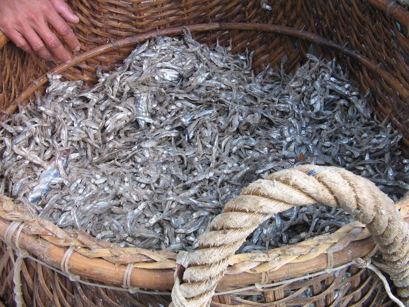 Nước mắm Phú Quốc được tạo ra bởi nguyên liệu chính là cá cơm
