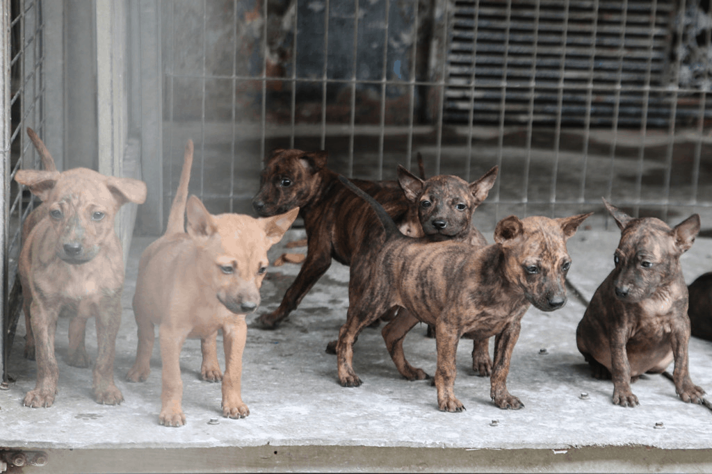 Phu Quoc Ridgeback Dog Farm - an extremely interesting place for children to play (collectibles)