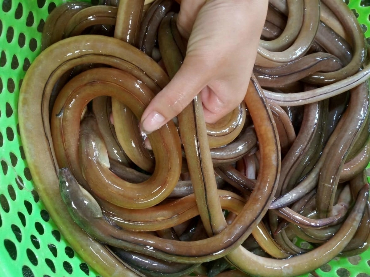 Cá nhệch tươi sống vừa được đánh bắt.