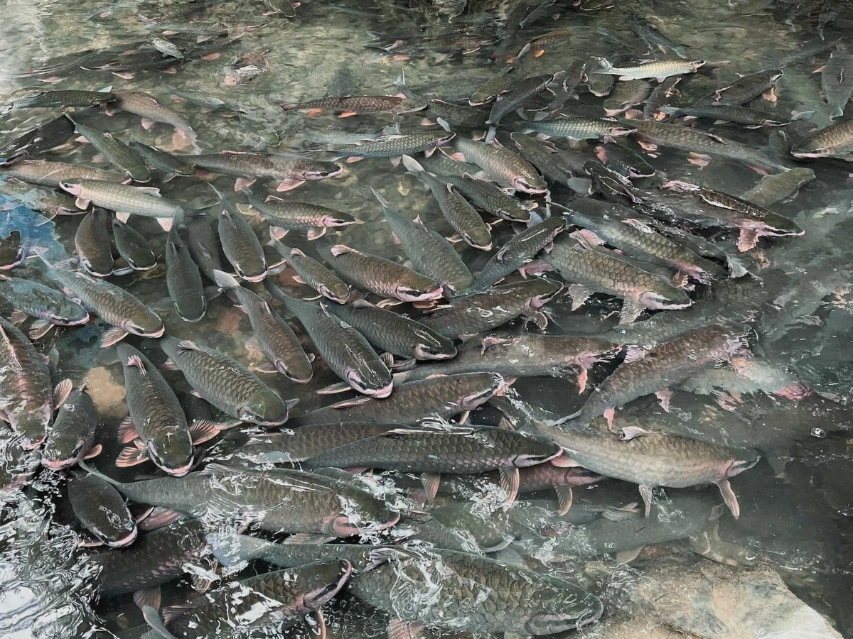 Đàn cá thiêng tại suối cá thần Cẩm Lương.