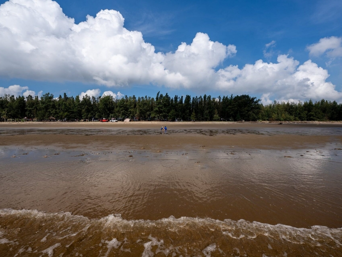 Rừng phi lao tại bãi biển Hải Lĩnh. 