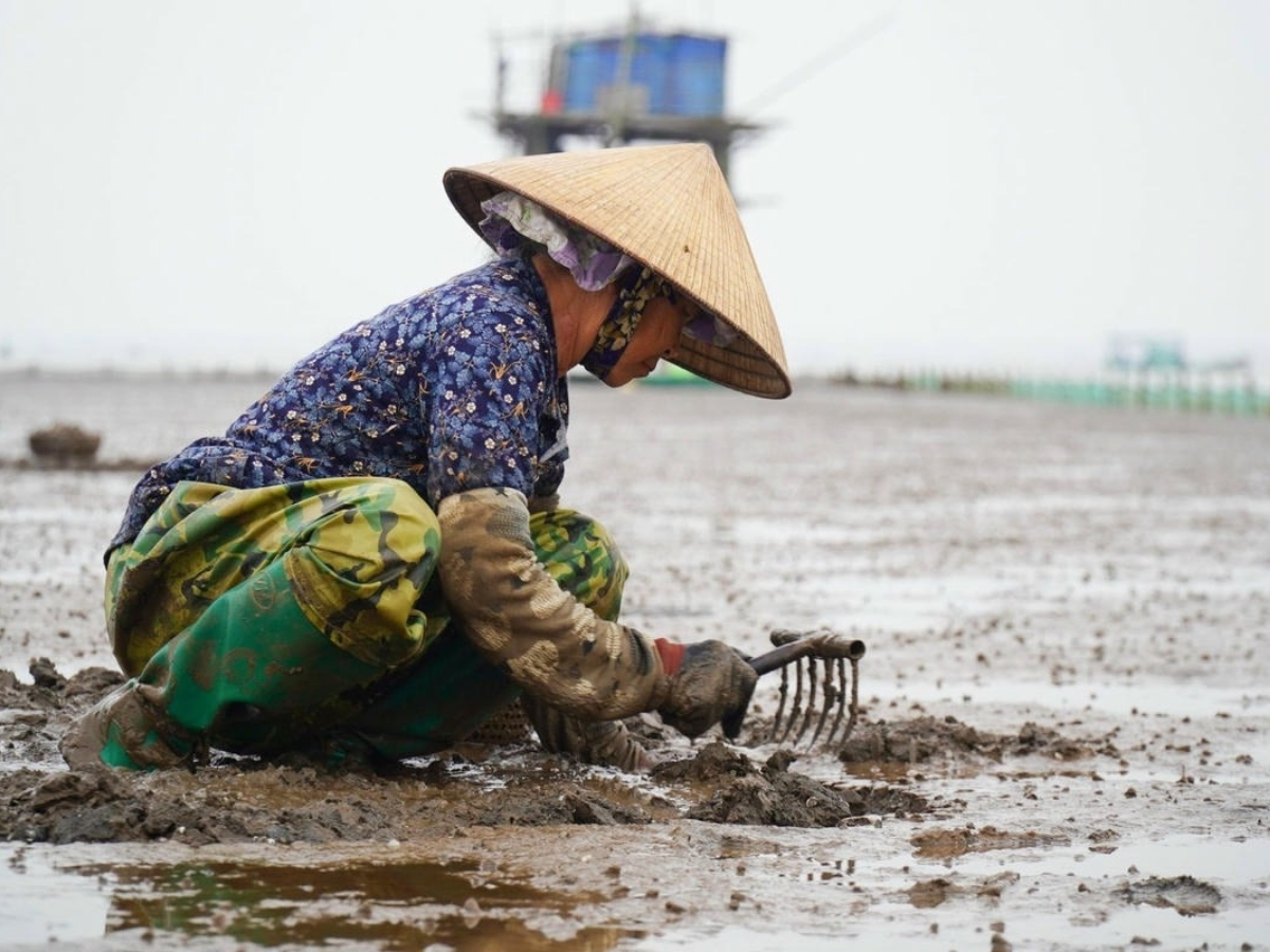 Ngư dân gắn bó với nghề nuôi ngao tại đảo Nẹ.