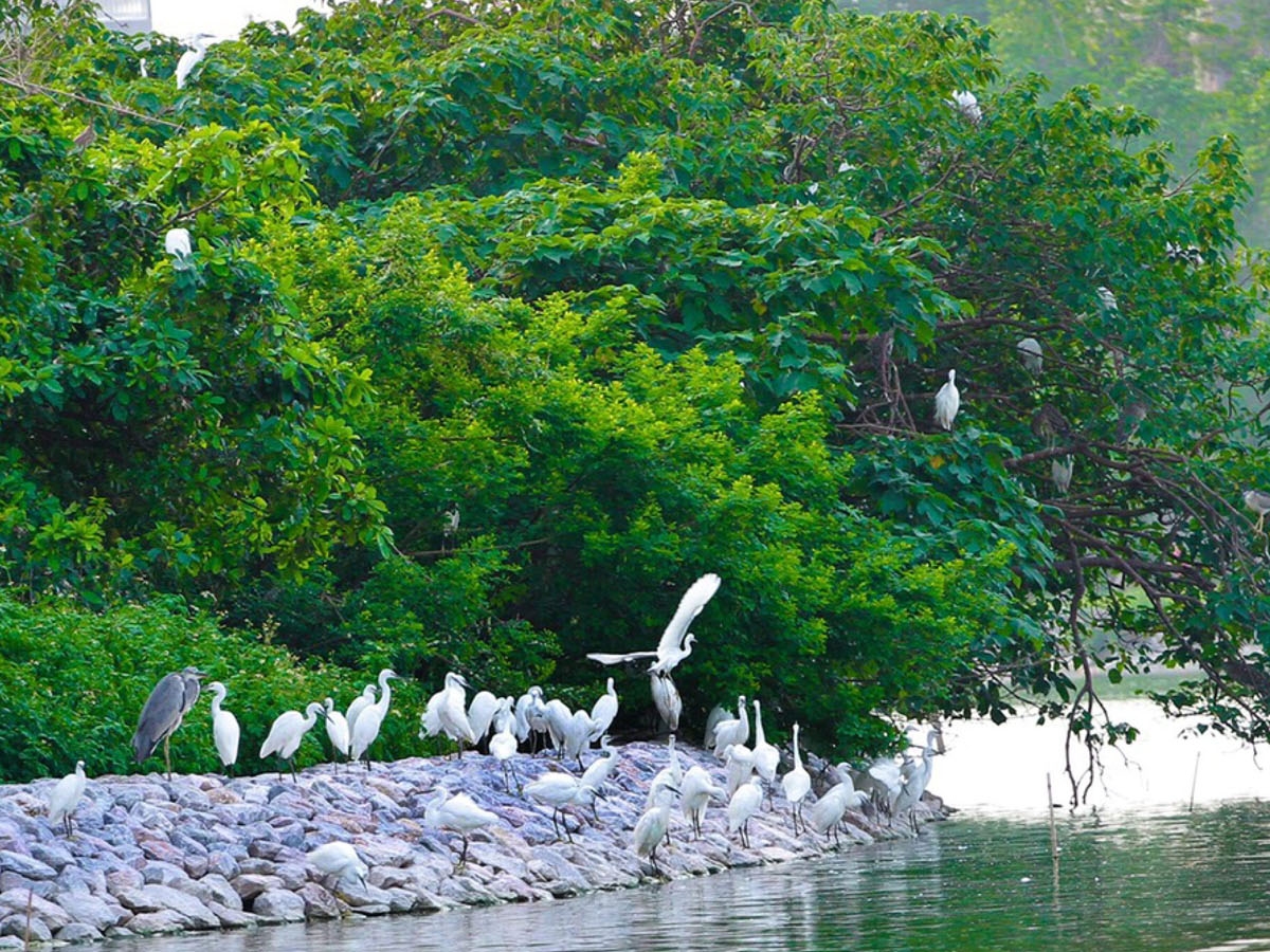 Hệ sinh thái đa dạng và phong phú, với hơn 17 loài chim khác nhau.
