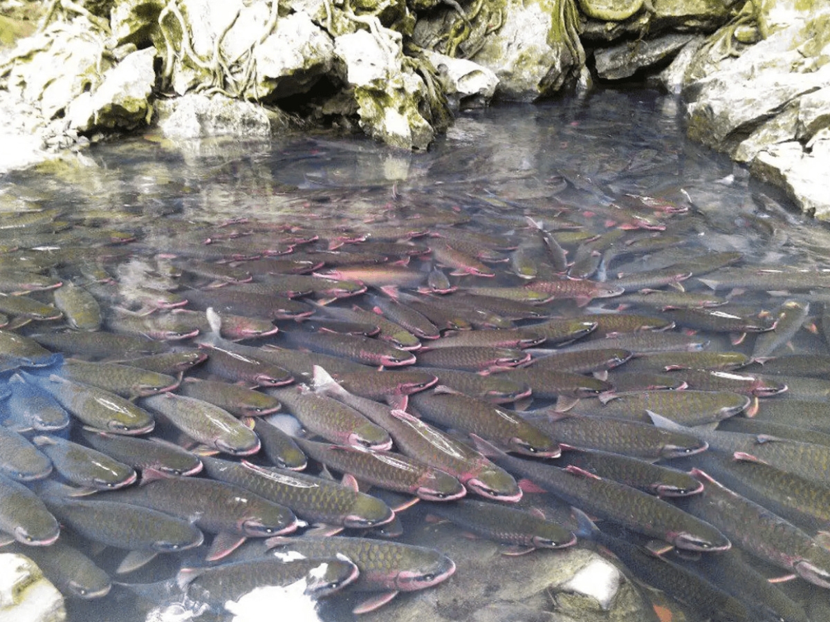 Kết hợp tham quan suối cá thần Cẩm Lương. 