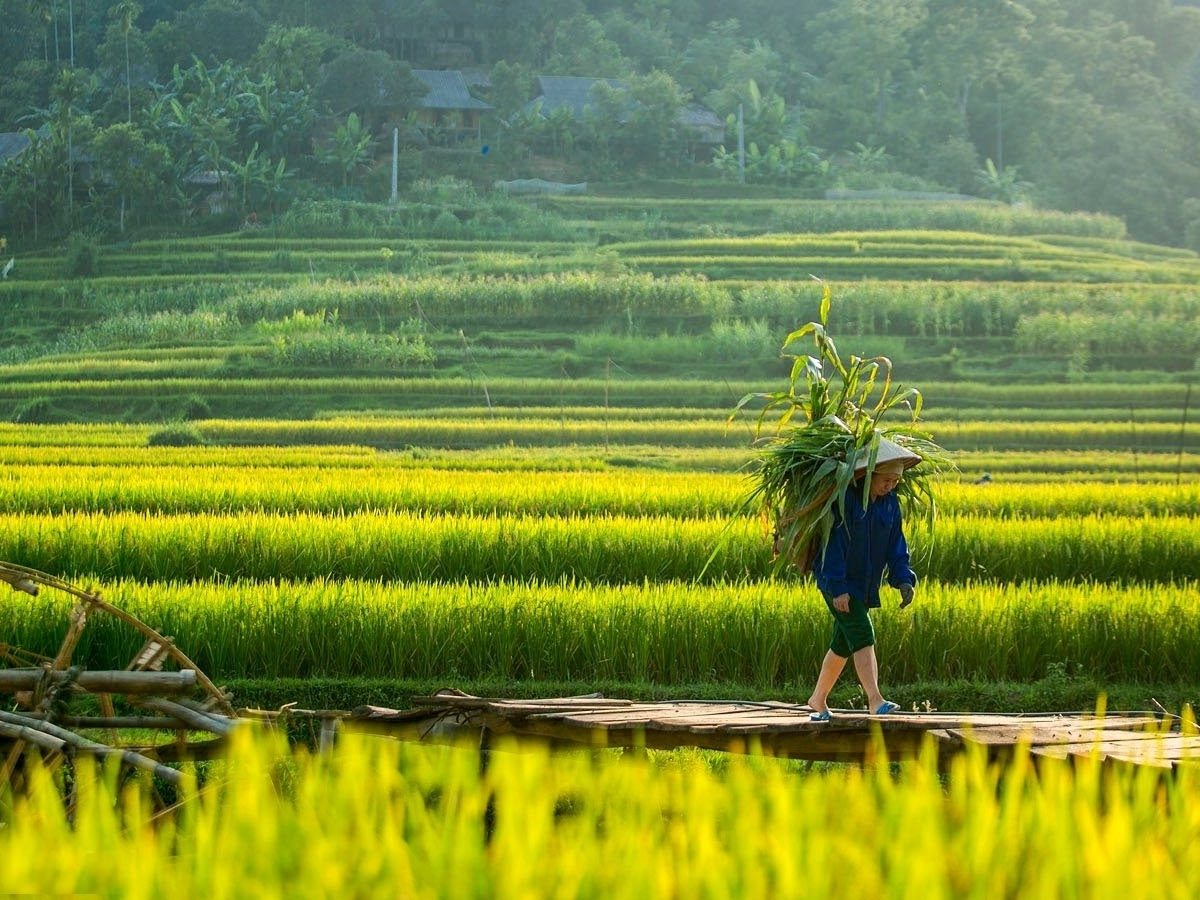 Mùa lúa chín tại Pù Luông.