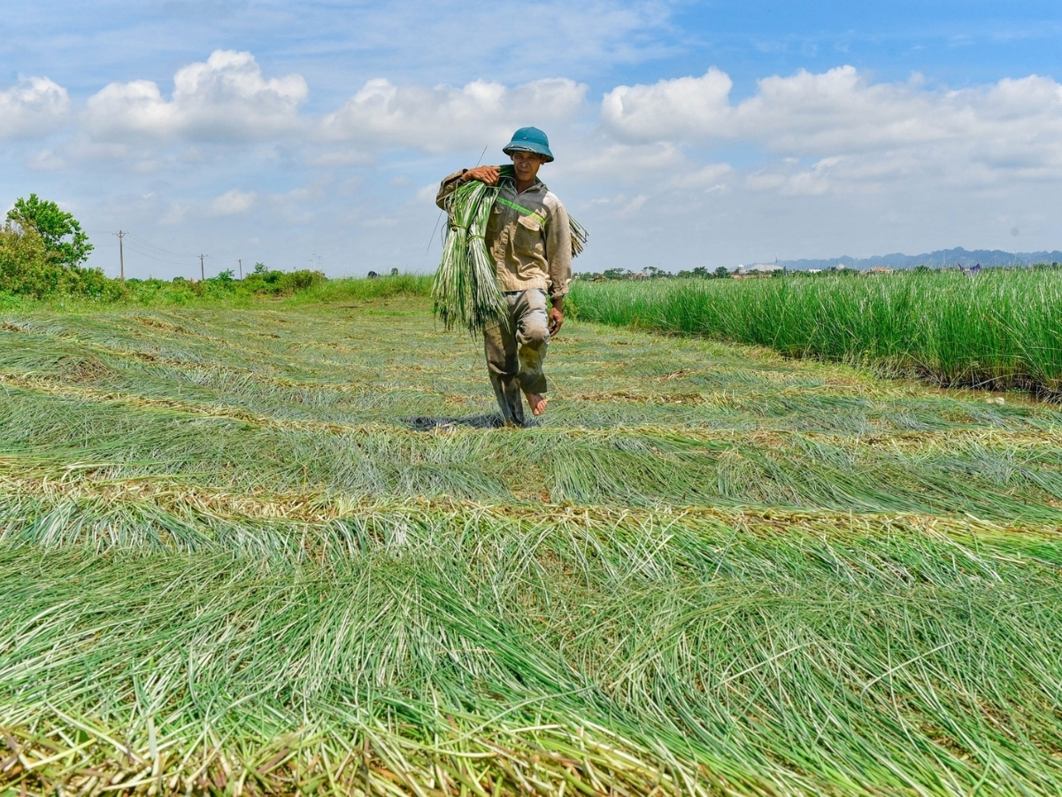 Nga Sơn nổi bật với loại cói đặc trưng. 