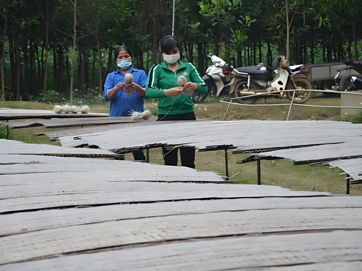 Miến được bà con cuộn lại và đóng gói sau khi phơi. 