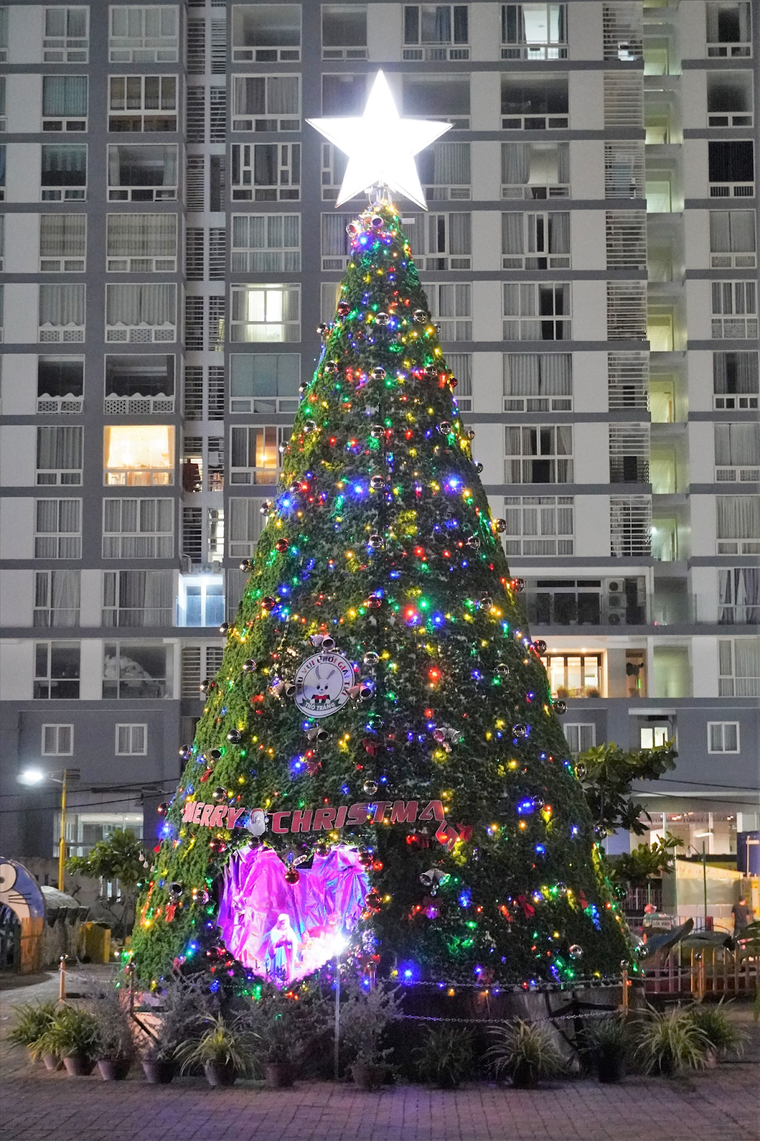 Cây thông khổng lồ tại khu vực Công viên Thỏ Trắng