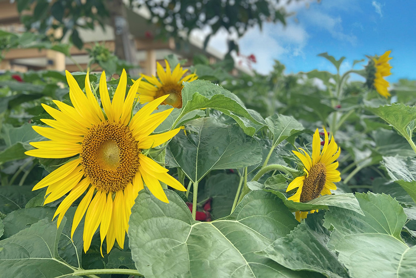 Vẻ đẹp của loài hoa hướng dương nở rộ vào độ tháng 3 tháng 4 hàng năm